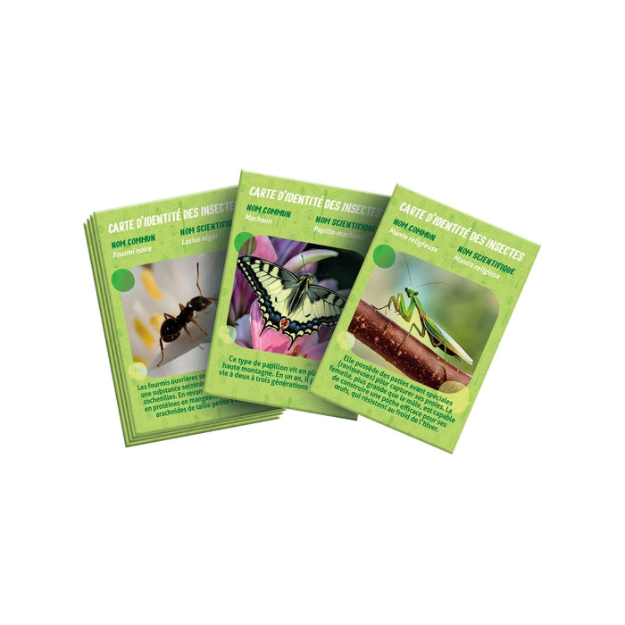 La Maison des Insectes – Clementoni