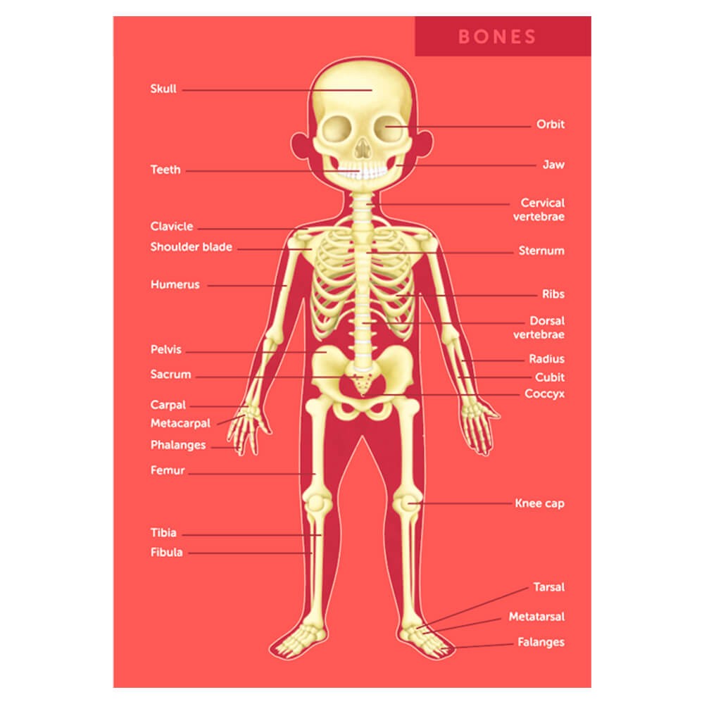 Puzzle Corps Humain 100 Pièces – Découverte de l'Anatomie pour Enfants