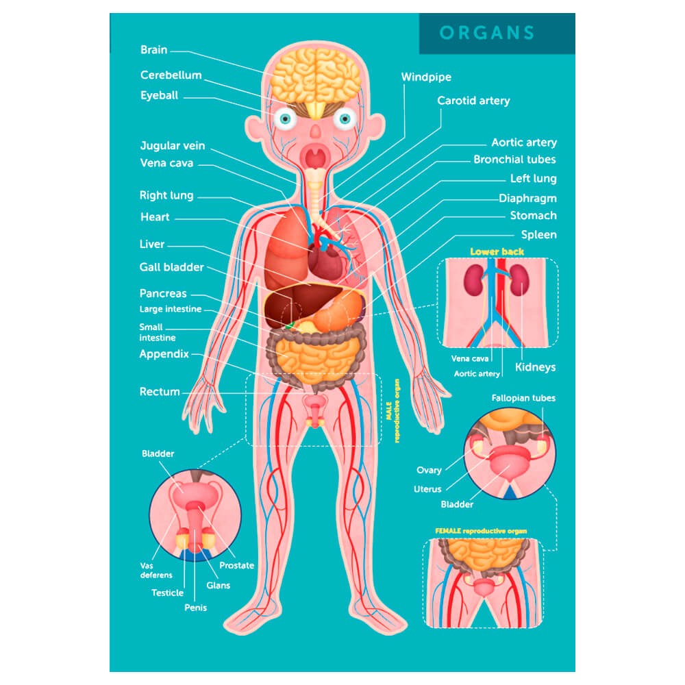 Puzzle Corps Humain 100 Pièces – Découverte de l'Anatomie pour Enfants