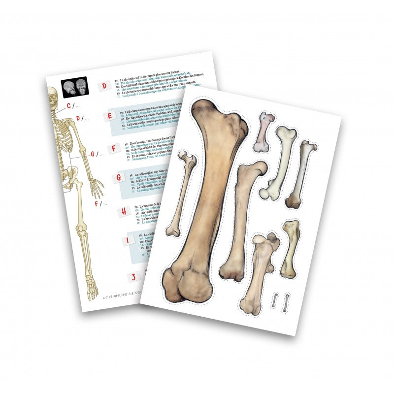 Squelette 45 cm – Buki