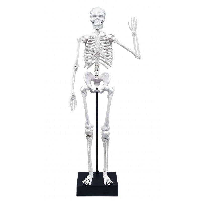 Squelette 45 cm – Buki